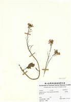 藏品(濱萊菔)的圖片